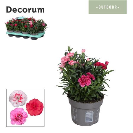 Dianthus Oscar Trixi (decorum)