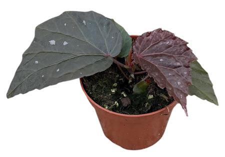 Begonia Black Cat