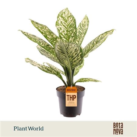 Dieffenbachia White Etna