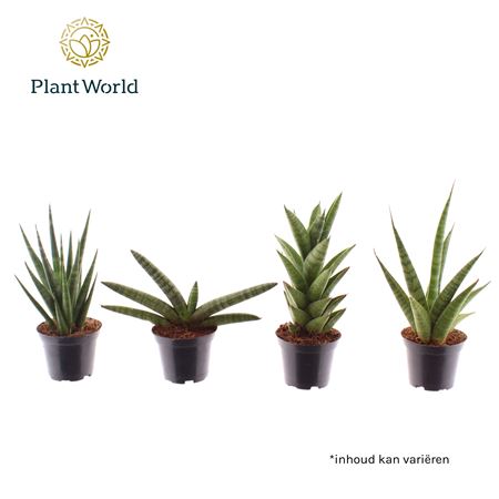 Sansevieria Mix Sonora (klein)