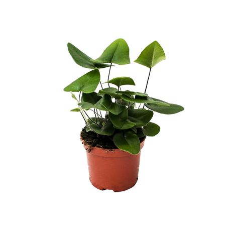 Hemionitis Arifolia