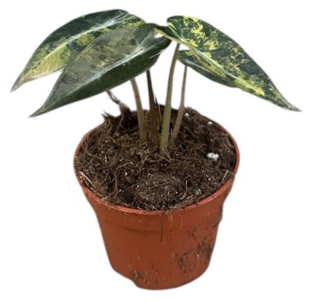 Alocasia Bambino Aurea