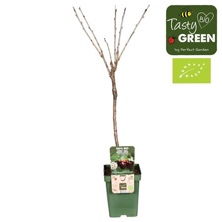 Prunus Avium Regina Bio