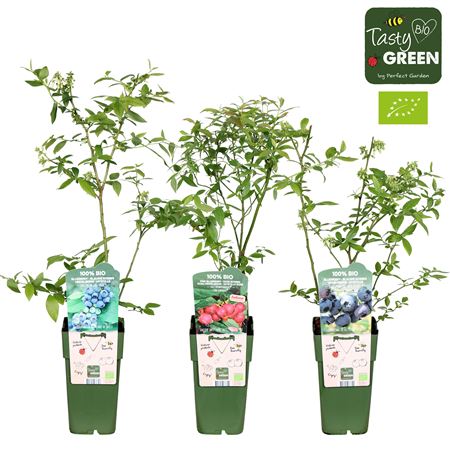 Vaccinium Mix Bio