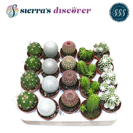 Cactus Mix Bilbao