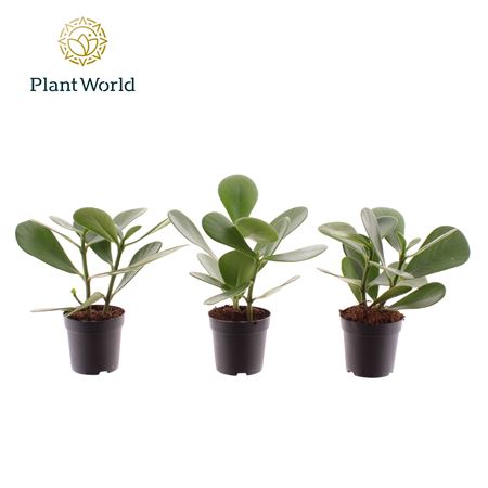 Clusia (decorum)