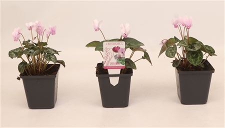 Cyclamen Hederifolium Light Pink