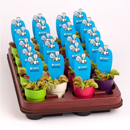 Dionaea Muscipula Mini In Decopot
