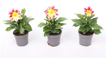 Dahlia Summerbees Red Bicolor