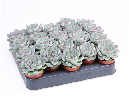 Echeveria Pelucida