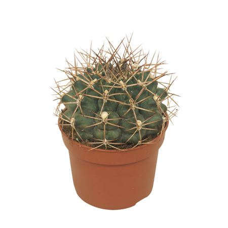 Gymnocalycium Delaetii