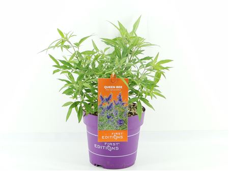 Vitex Agn. Queen Bee (first Editions®)