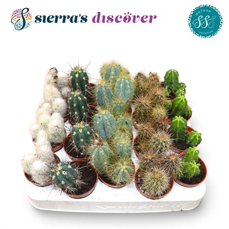 Cactus Santiago Mix (deluxe)