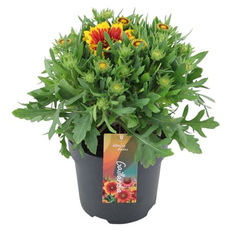 Gaillardia Spin Top Orange Halo