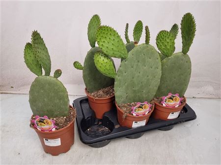 Opuntia Ficus Indica 1p