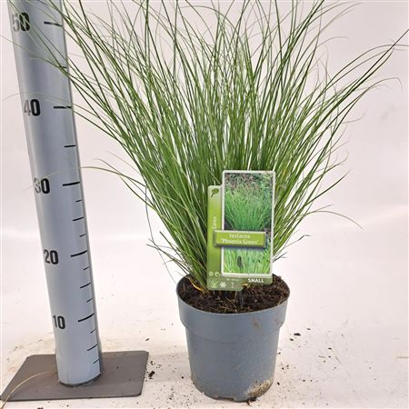 Carex Testacea Phoenix Green