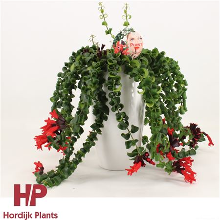 Aeschynanthus In White Ceramic
