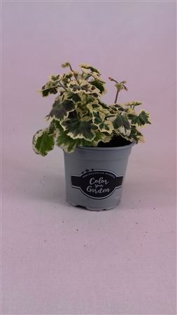 Geranium Frank Headly