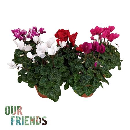 Cyclamen Elegante Mix