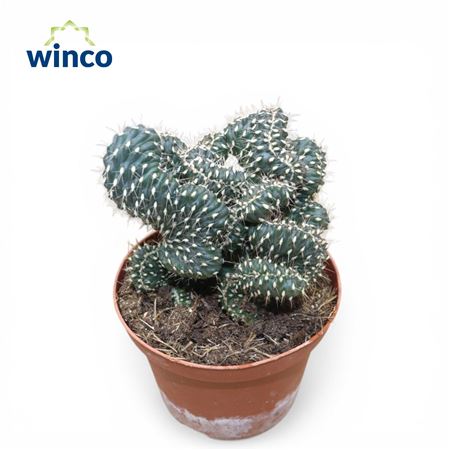 Opuntia Fulgida Cristata