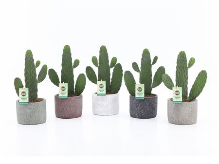 Opuntia Rubescens Consolea In Classic Stone Cerami