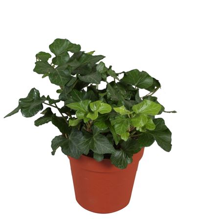 Hedera Helix Green Wave