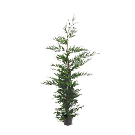 Cupressocyparis Leylandii