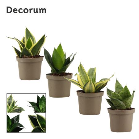 Sansevieria Fevourite Green (decorum)