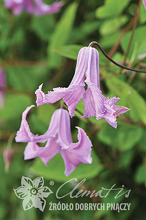 Клематис фиолетовый Фейри Бэлс