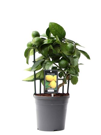 Citrus Lemon On Reck