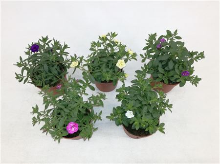 Calibrachoa Minifamous Mix