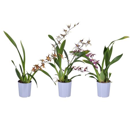 Orchid 1-2st Mix