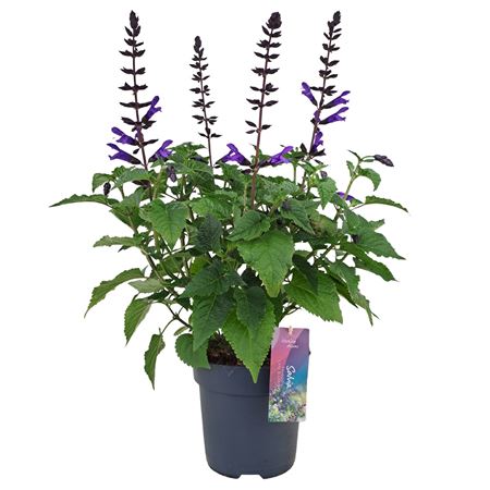 Salvia Salgoon Lake Blueberry