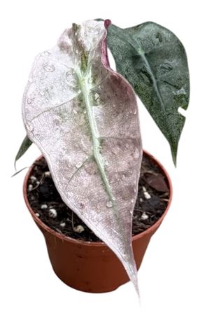 Alocasia Polly Variegata