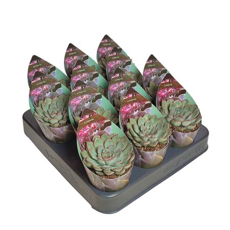 Echeveria Pulidonis Potcover