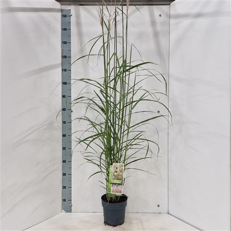 Miscanthus Sin Dronning Ingrid