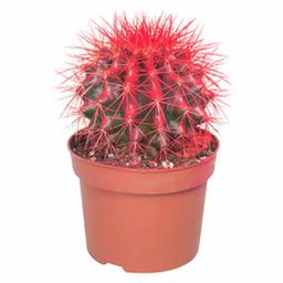 Эхинокактус Грузони краш. микс