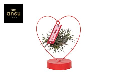 Tillandsia Love Edition