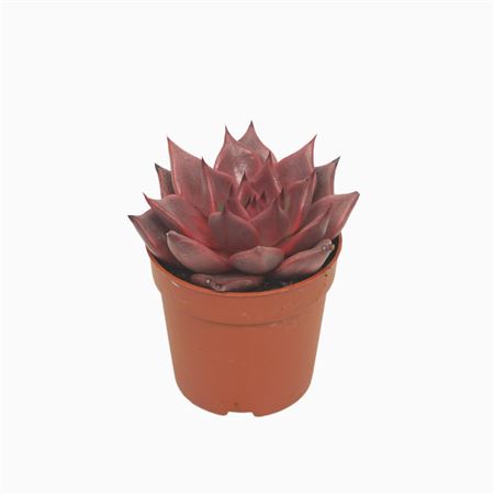 Echeveria Taurus