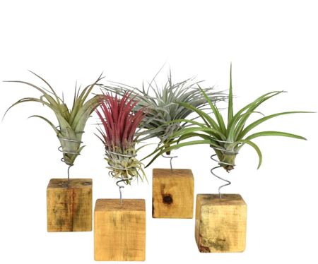 Tillandsia Woodblock Large