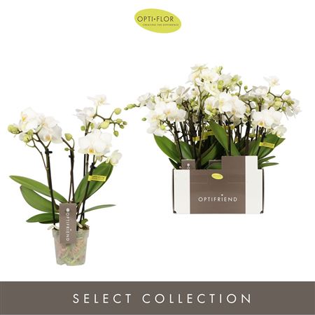 Phal 4st Optifriend Sandra (opti)