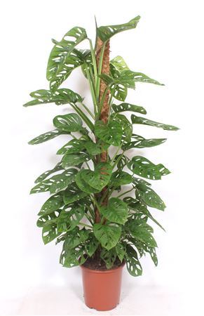 Monstera Monkey Leaf Mosspole
