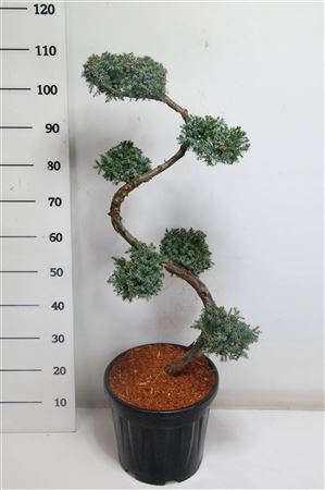 Juniperus Chin Blue Alps