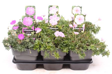 Geranium Sanguineum Mix