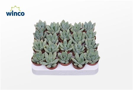 Pachyveria Grey Crown