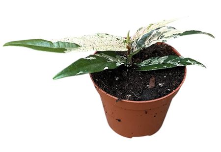 Ficus Sagittata Pink