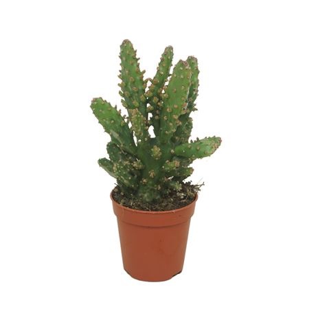 Opuntia Tuna