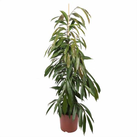 Фикус биннедика Амстел Кинг