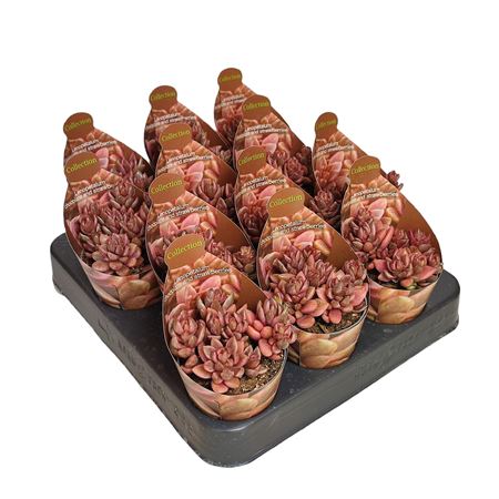 Lenopetalum Chocolate And Strawberries Variegato P