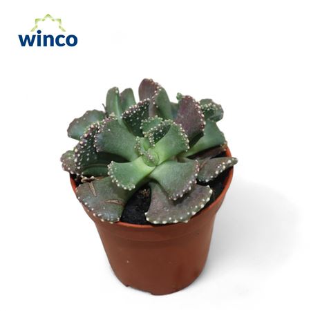 Titanopsis Fulleri